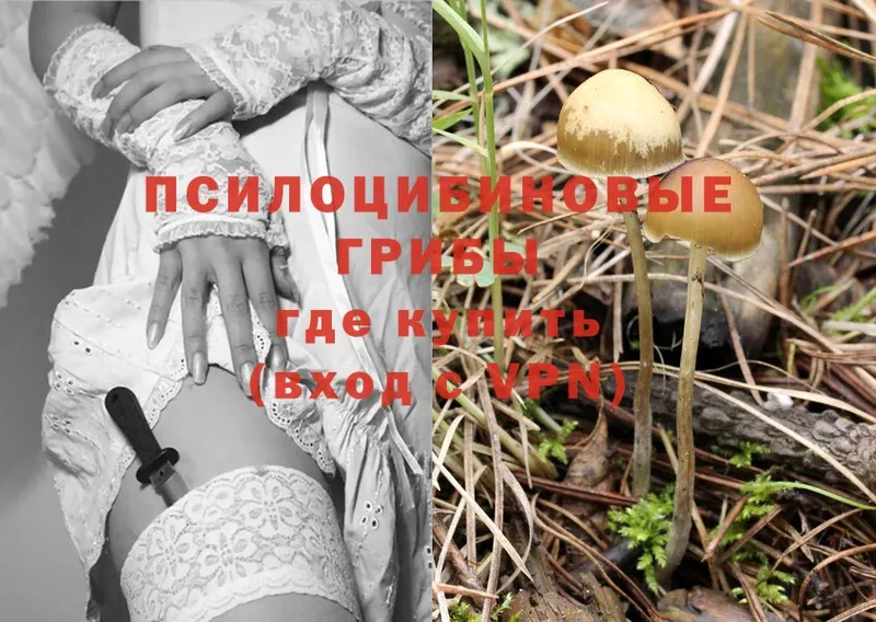 ссылка на мегу зеркало  Касли  Псилоцибиновые грибы Psilocybine cubensis  где купить наркоту 